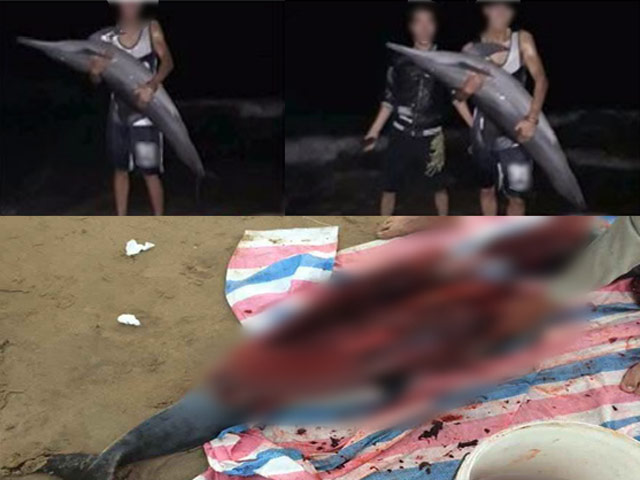 Điều tra vụ cá heo bị xẻ thịt ở bãi biển Đồ Sơn