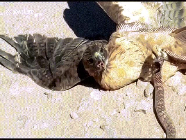 Chim chiến đấu đến cùng với rắn, tẩu thoát ngoạn mục