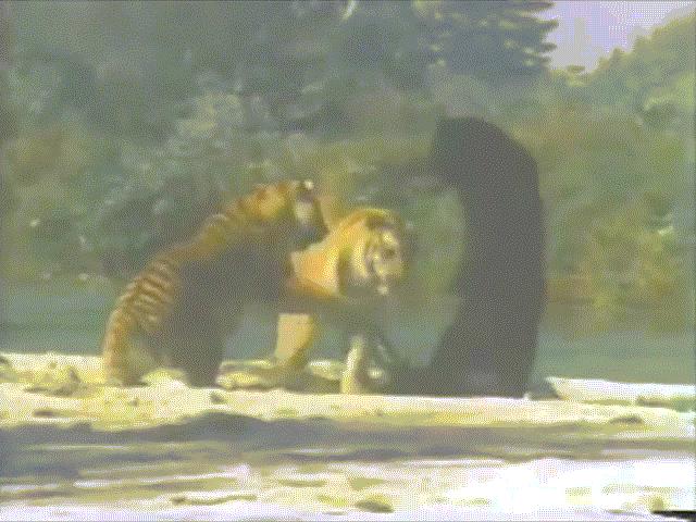Gấu đen một mình kịch chiến 2 hổ trưởng thành hung dữ