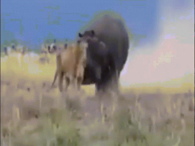 Sư tử ”bá chủ châu Phi” bị con vật này đánh cho nhừ đòn
