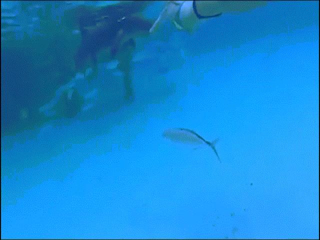 Video: Đang bơi, cô gái mặc bikini bị cá mập lao vào cắn