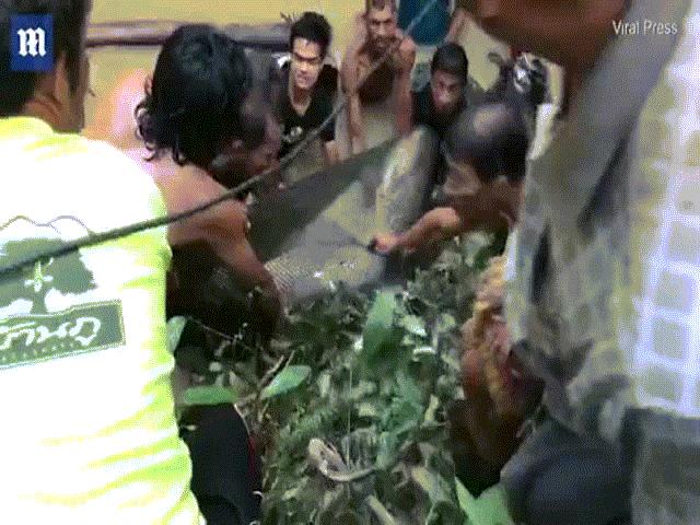 Thái Lan: Giải cứu “Vua đầm lầy” 200 kg bị mắc cạn