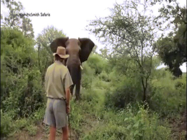 Voi điên cuồng lao vào kiểm lâm viên và cái kết lạ