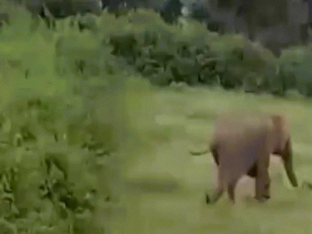 Thế giới - Voi đuổi theo, giẫm nam sinh đến chết ở Ấn Độ