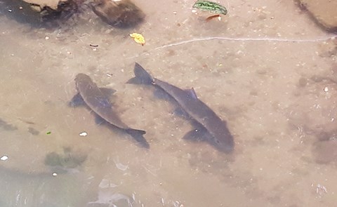 Săn tìm loài cá quý hiếm như vàng dưới chân núi Hoàng Liên - 1