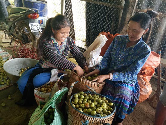Táo sơn tra - một thời trồng như cây dại, giờ dân lại có tiền - 4