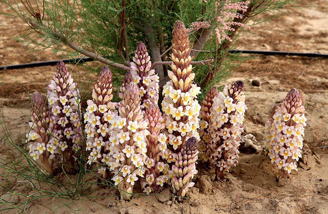 Nhục Thung Dung & Ngũ sâm đông dương - “Người đàn ông bất bại”? - 1