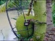 Muôn kiểu chống trộm khiến "đạo tặc" chảy nước mắt