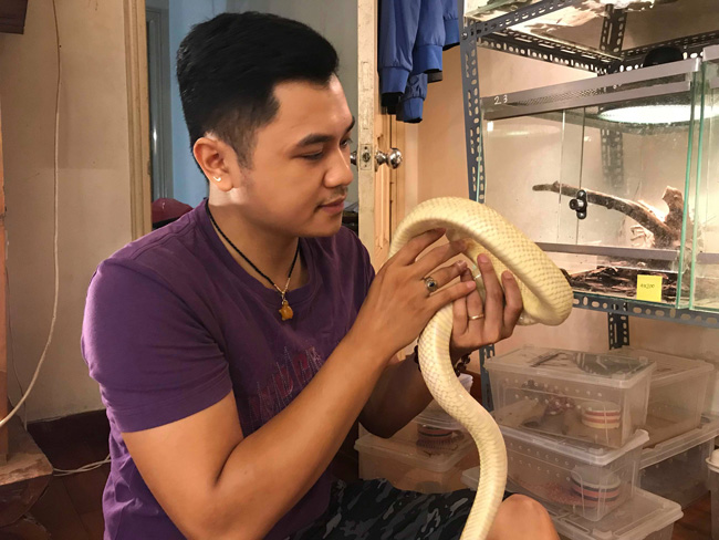 Thay vì nuôi chó mèo, nhiều bạn trẻ sẵn sàng chi cả chục triệu đồng để mua loài bò sát, đặc biệt là rắn ngoại nhập về nuôi làm thú cưng. Bởi chúng có màu sắc bắt mắt, không độc và rất “hiền lành”. Đó là những chia sẻ của anh Vũ Thanh Tùng &#40;Đống Đa, Hà Nội&#41; – một người có đam mê nuôi loài bò sát hơn chục năm nay.