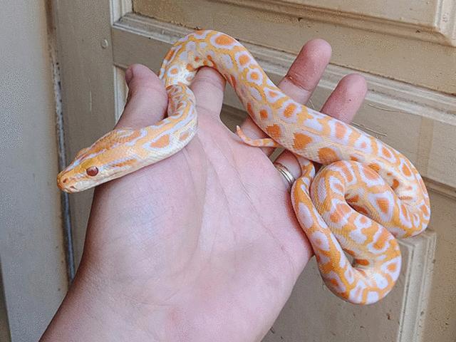 Thị trường - Tiêu dùng - "Rich kids" Việt chi cả chục triệu mua rắn làm thú cưng