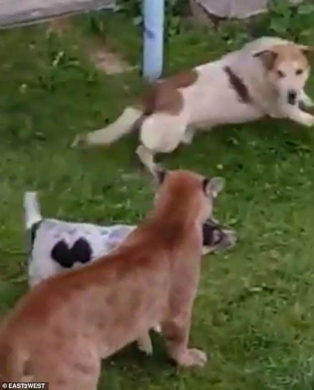 Nga: Báo Puma sổng chuồng cắn cổ chó trong vườn nhà - 3