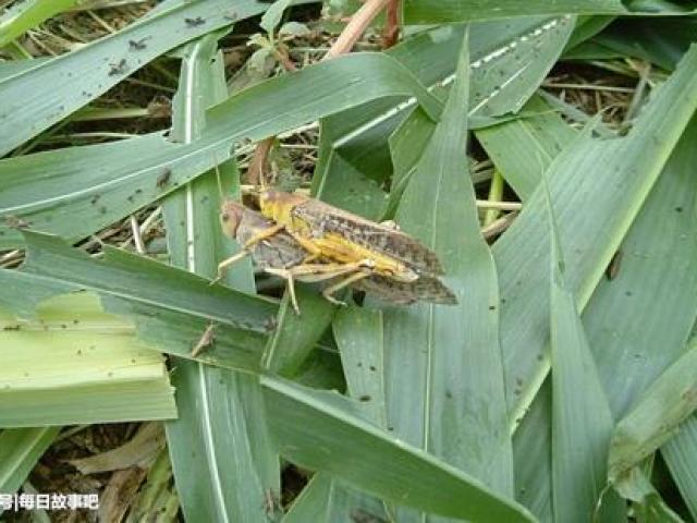 Thị trường - Tiêu dùng - Nuôi "kẻ thù nhà nông", thu về cả trăm nghìn mỗi kg