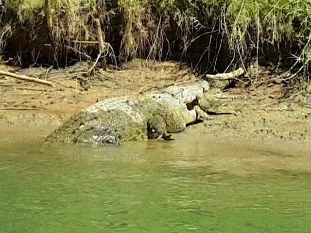 Phi thường - kỳ quặc - Cận cảnh cá sấu khổng lồ ăn thịt đồng loại