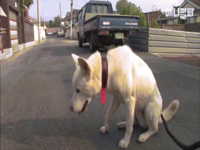 Bạn trẻ - Cuộc sống - Chú chó ngoan ngoãn lễ phép khiến dân mạng "phát cuồng"