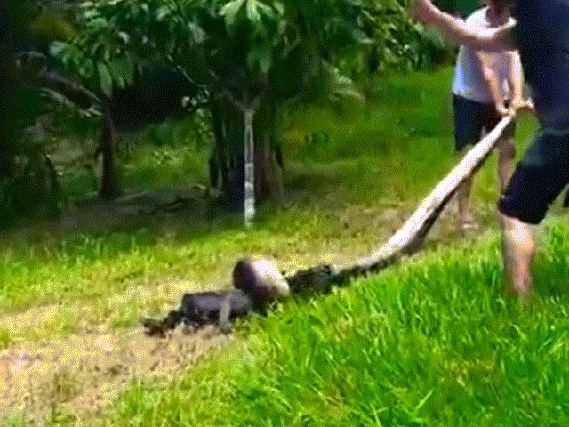 Dân làng hiệp lực giải cứu chú chó bị trăn anaconda siết cổ