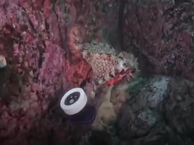 Bạch tuộc ”chôm” máy quay của thợ lặn rồi trốn mất