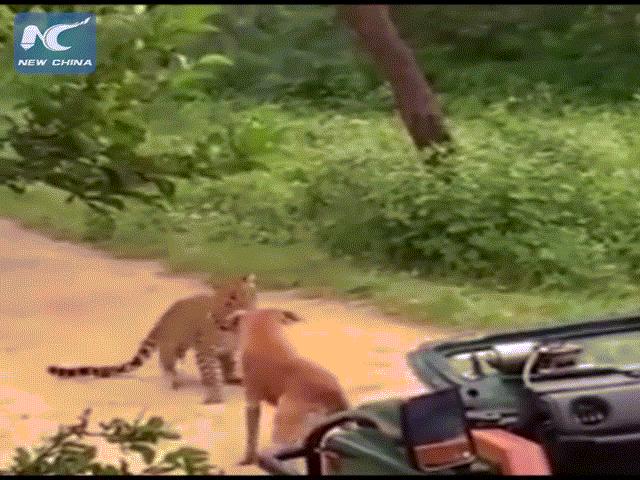 Media - Định tấn công bất ngờ, báo hoa bị chó đuổi tơi tả