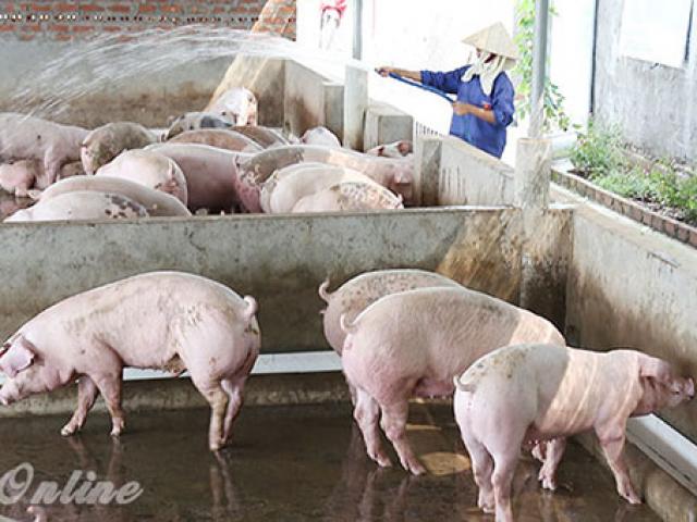 Thị trường - Tiêu dùng - Giá heo hơi hôm nay 5/10: Giá lợn hơi tăng mạnh 186%, đã đến thời của các "đại gia"?