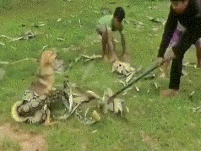 Thế giới - 3 đứa trẻ chiến đấu với trăn quái vật để cứu chó cưng