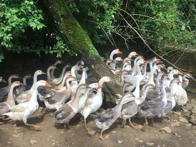 Thị trường - Tiêu dùng - Nuôi con cổ dài "hung hăng" ở nơi heo hút, bán 120 ngàn đồng/kg