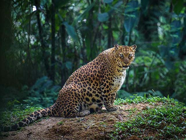 Động vật mang thai: Có loài đẻ trong ngày, loài thì sinh sau hơn... 3 năm