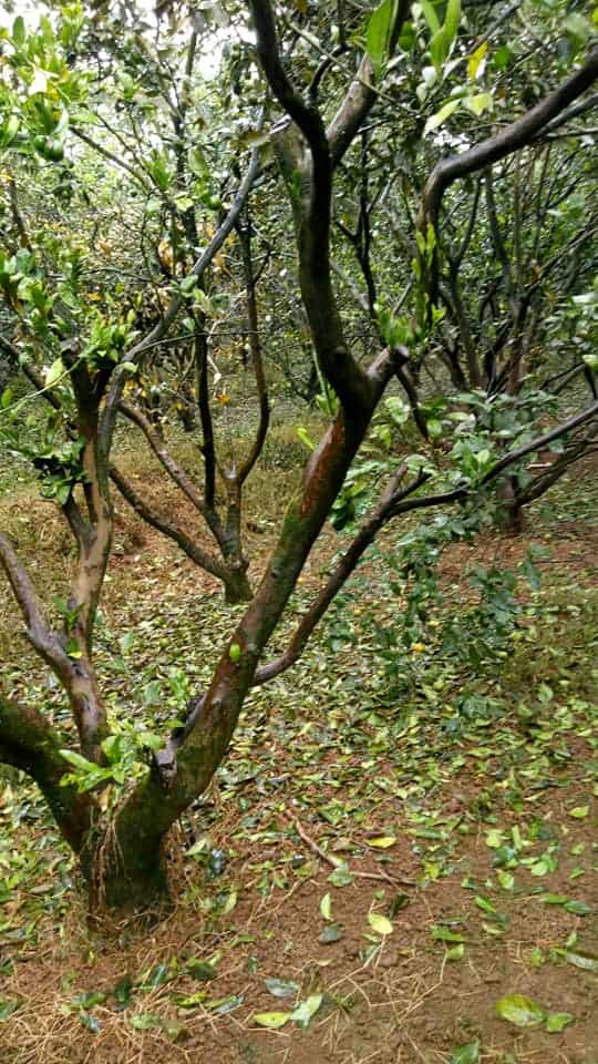 Báo động tình trạng "cam tặc" ở thủ phủ cam Cao Phong - 3