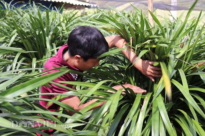 Trồng 300 chậu địa lan Trần mộng, trai Mông xây nhà, tậu xe - 3