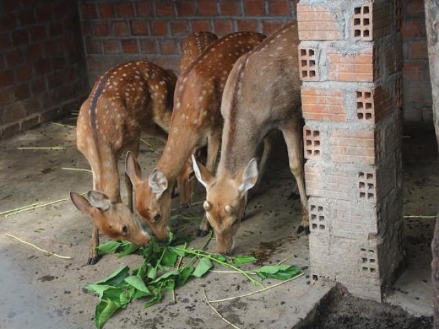 Thị trường - Tiêu dùng - Trồng dâu nuôi con "nhát như cáy", 10 con 500 triệu còn chưa bán