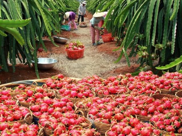 Thị trường - Tiêu dùng - Trung Quốc ngừng "ăn" hàng, thanh long sạch vẫn bán được 25.000đ/kg