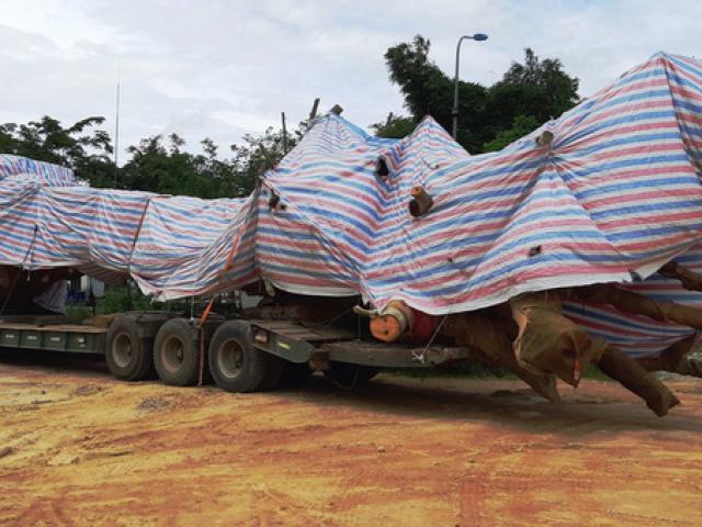 Tin tức trong ngày - Cây "quái thú" bị bắt giữ ở Quảng Bình từng được bán đấu giá ở Quảng Ngãi