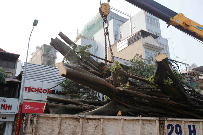 Hà Nội: Cây đa cổ thụ trước cổng đền bất ngờ bật gốc giữa trưa nắng - 3