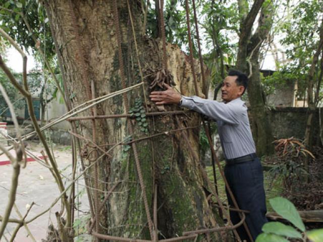 Hà Nội đồng ý cho người dân bán cây sưa từng được trả giá 100 tỷ đồng