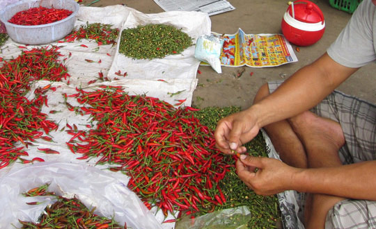 Malaysia bất ngờ dừng nhập khẩu ớt từ Việt Nam - 1