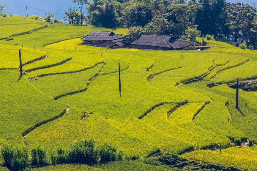 Ngỡ ngàng vẻ đẹp ruộng bậc thang Hoàng Su Phì mùa lúa chín - 8