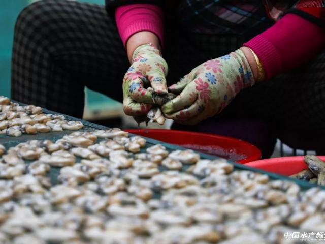 Kinh doanh - Ngồi lột vỏ thứ này mỗi ngày, đút túi ngay tiền triệu