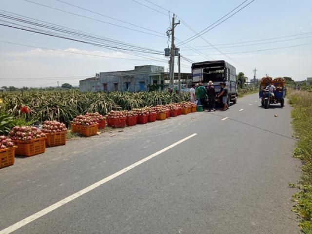 Sản xuất - Tiêu dùng - Lại kêu gọi "giải cứu thanh long"