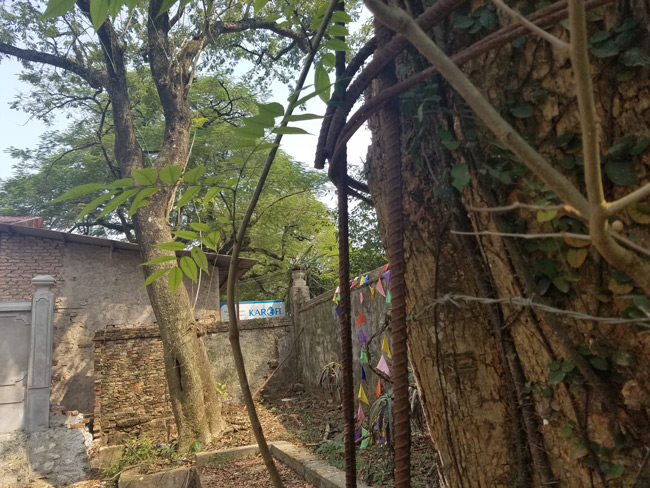 Dân làng Phụ Chính chia sẻ: Ban đầu cây sưa khủng này có 2 nhánh lớn. Năm 2010, có 1 nhánh đã bị gãy đổ và được bán với giá 20,5 tỷ đồng.