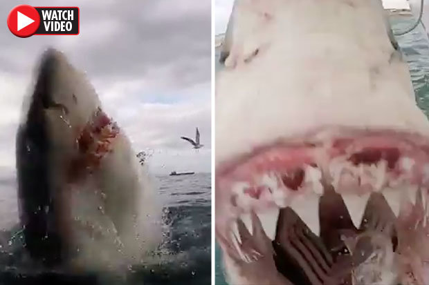 Cận cảnh cá mập trắng tấn công điên cuồng khiến du khách hãi hùng - 1