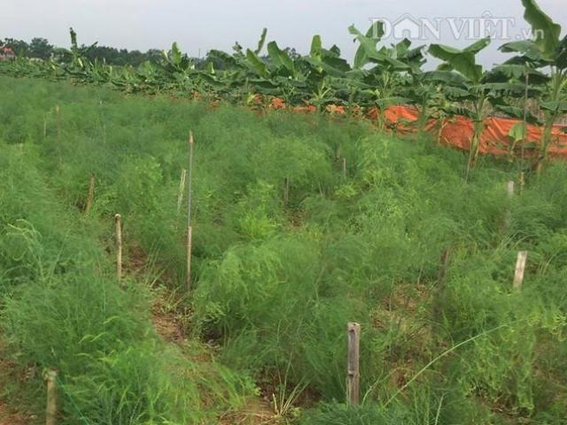 Thị trường - Tiêu dùng - Bỏ đốt lò gạch thủ công, làm giàu bằng trồng “rau Hoàng Đế”