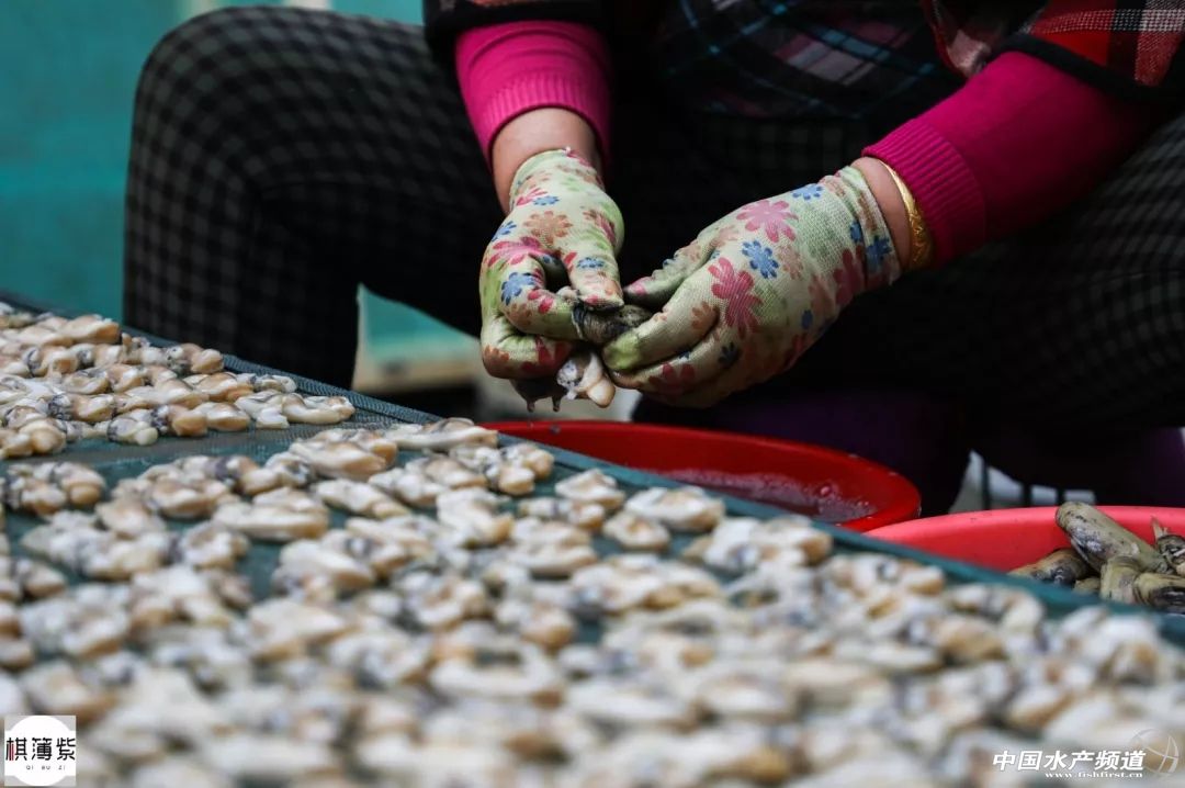 Ngồi lột vỏ thứ này mỗi ngày, đút túi ngay tiền triệu - 1