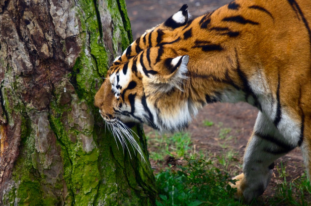 Ấn Độ: Săn lùng hổ cái ăn thịt 14 người bằng nước hoa quyến rũ - 1