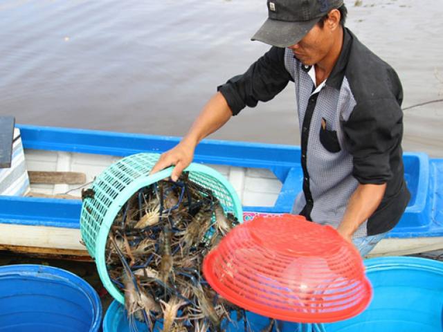 Thị trường - Tiêu dùng - Nông dân Cà Mau trúng đậm tôm càng xanh trái vụ