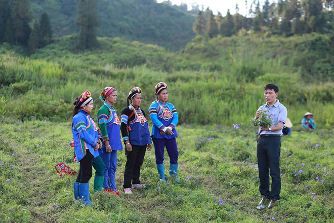 Phát triển dược liệu sạch, thu nhập người dân nâng cao gấp 10 lần - 2