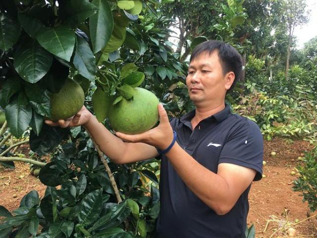 Thị trường - Tiêu dùng - Trồng 300 gốc bưởi da xanh, xây được nhà lầu sắm xe hơi
