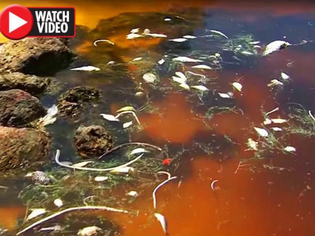 Phi thường - kỳ quặc - "Nước đỏ như máu" giết chết hàng triệu sinh vật biển ở Mỹ