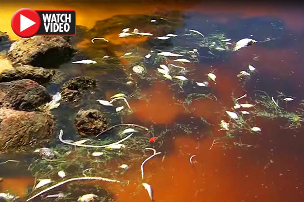 &#34;Nước đỏ như máu&#34; giết chết hàng triệu sinh vật biển ở Mỹ - 1