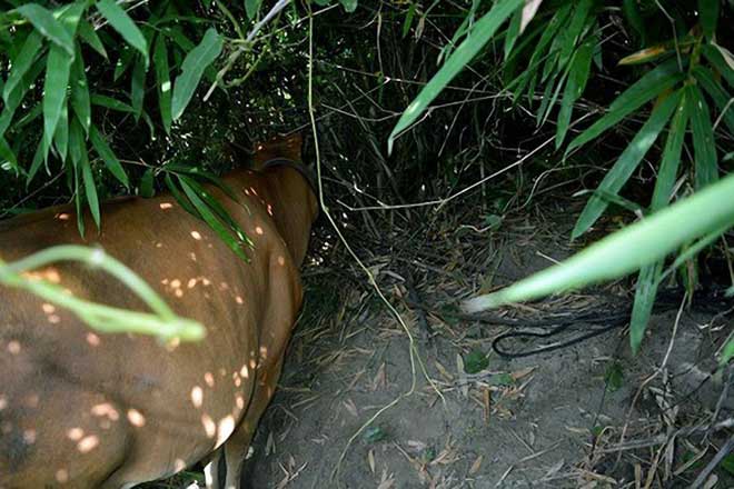 Lãnh 7 tháng tù vì "cột"… con bò vào gốc cây - 1