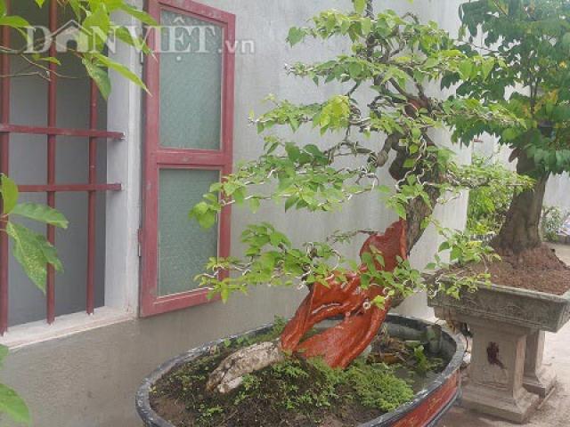 Thị trường - Tiêu dùng - "Cụ" hoa giấy dáng "siêu phàm", còi dí mà giá hơn 100 triệu ở Nam Định