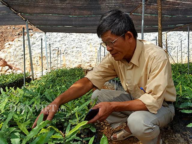 Thị trường - Tiêu dùng - Làm giàu khác người: Chuyện về “ông trùm" cây "tỷ đô” ở xứ Lạng