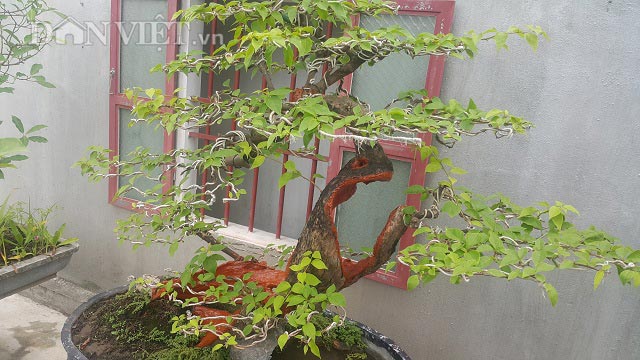 &#34;Cụ&#34; hoa giấy dáng &#34;siêu phàm&#34;, còi dí mà giá hơn 100 triệu ở Nam Định - 6